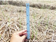 Quảng Trị: Cải tạo đất gò đồi và bạc màu bằng chế phẩm sinh học